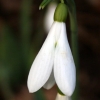 galanthus atkinsii - abriachan nurseries